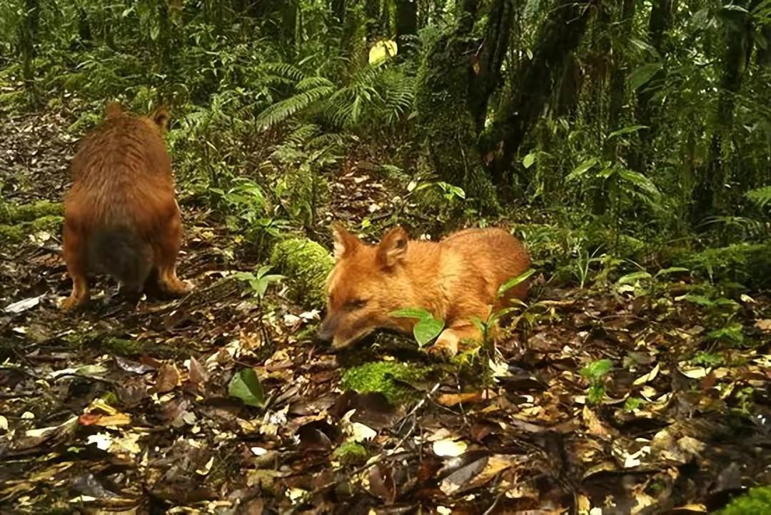 一两沉香万两金国内公认,一两沉香木
