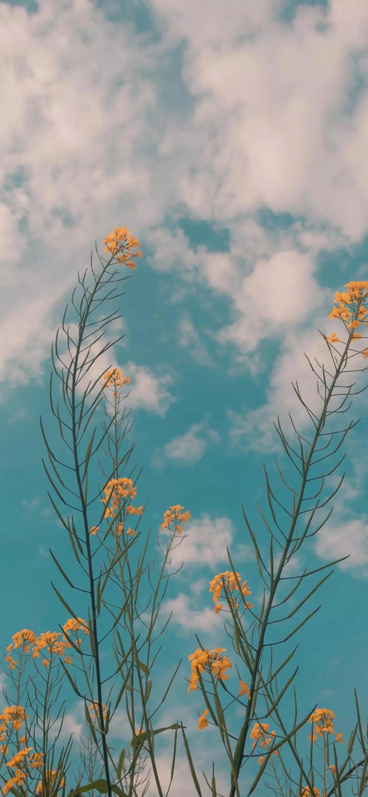 女生聊天背景图简约干净,聊天背景图干净可以下载
