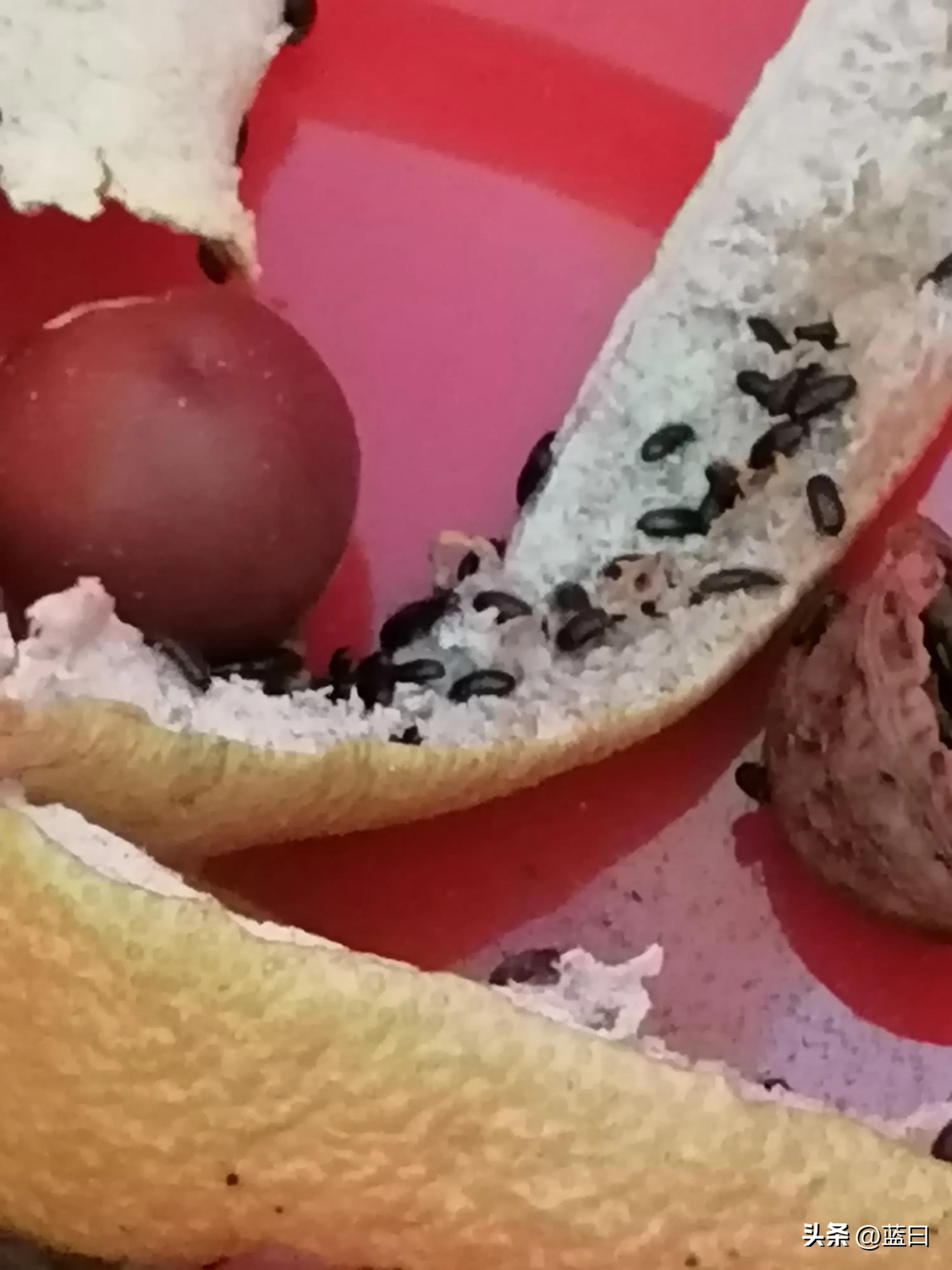 虫子宝宝和虫子妈妈,妈妈陪宝宝夹虫子