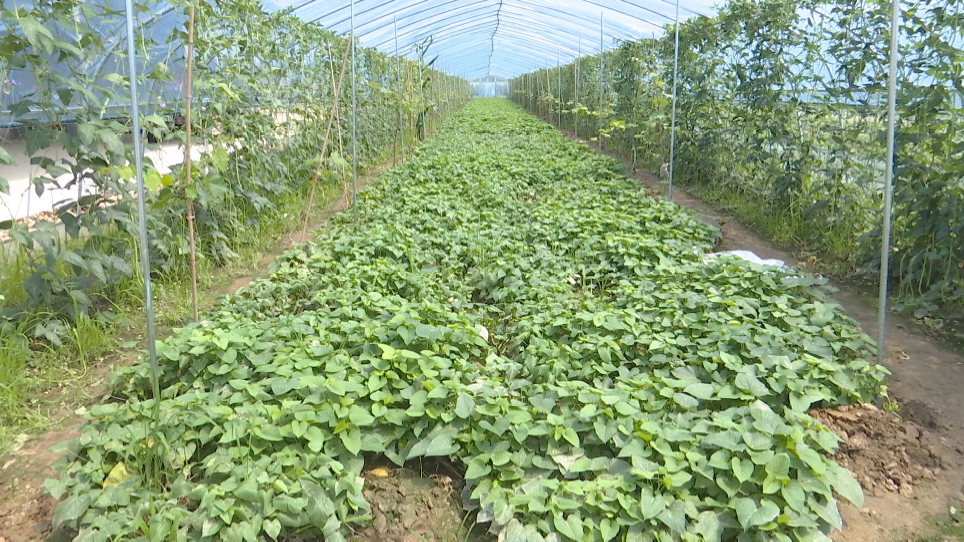 盘活闲置农房推进乡村振兴,盘活土地资源助推乡村振兴