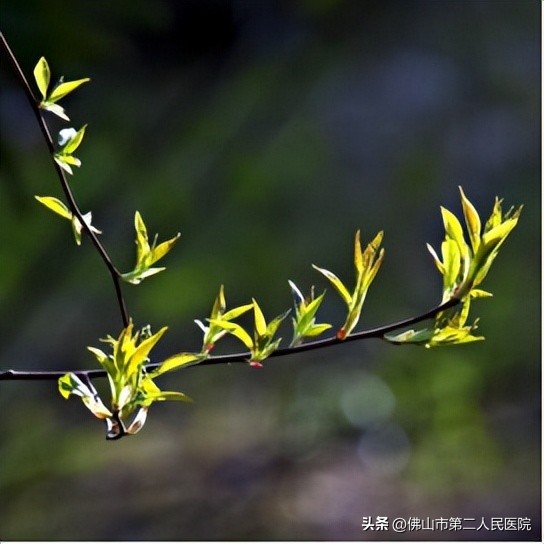 春季到，孩子长高高，小儿推拿来助力