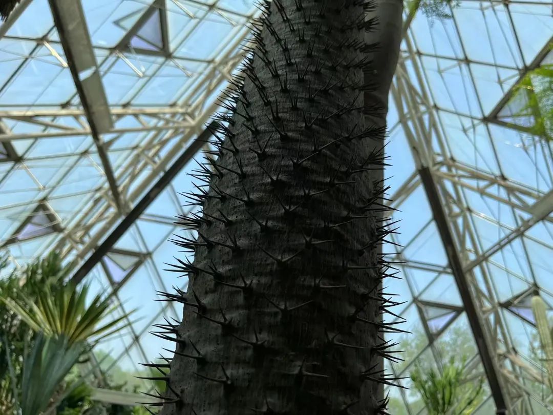 泰达热带植物园4月29日开园，文化之旅，一起鉴定网络热门植物