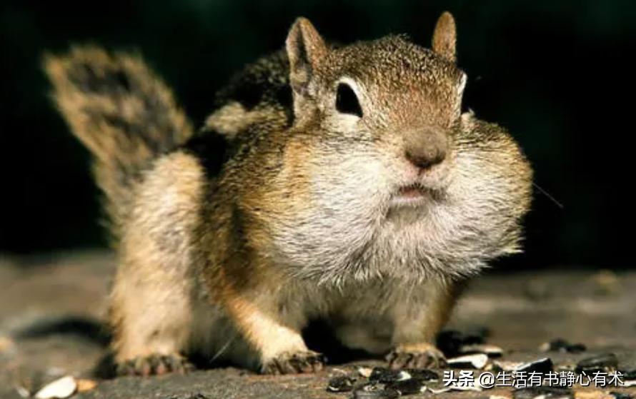涨知识动物,强壮花栗鼠