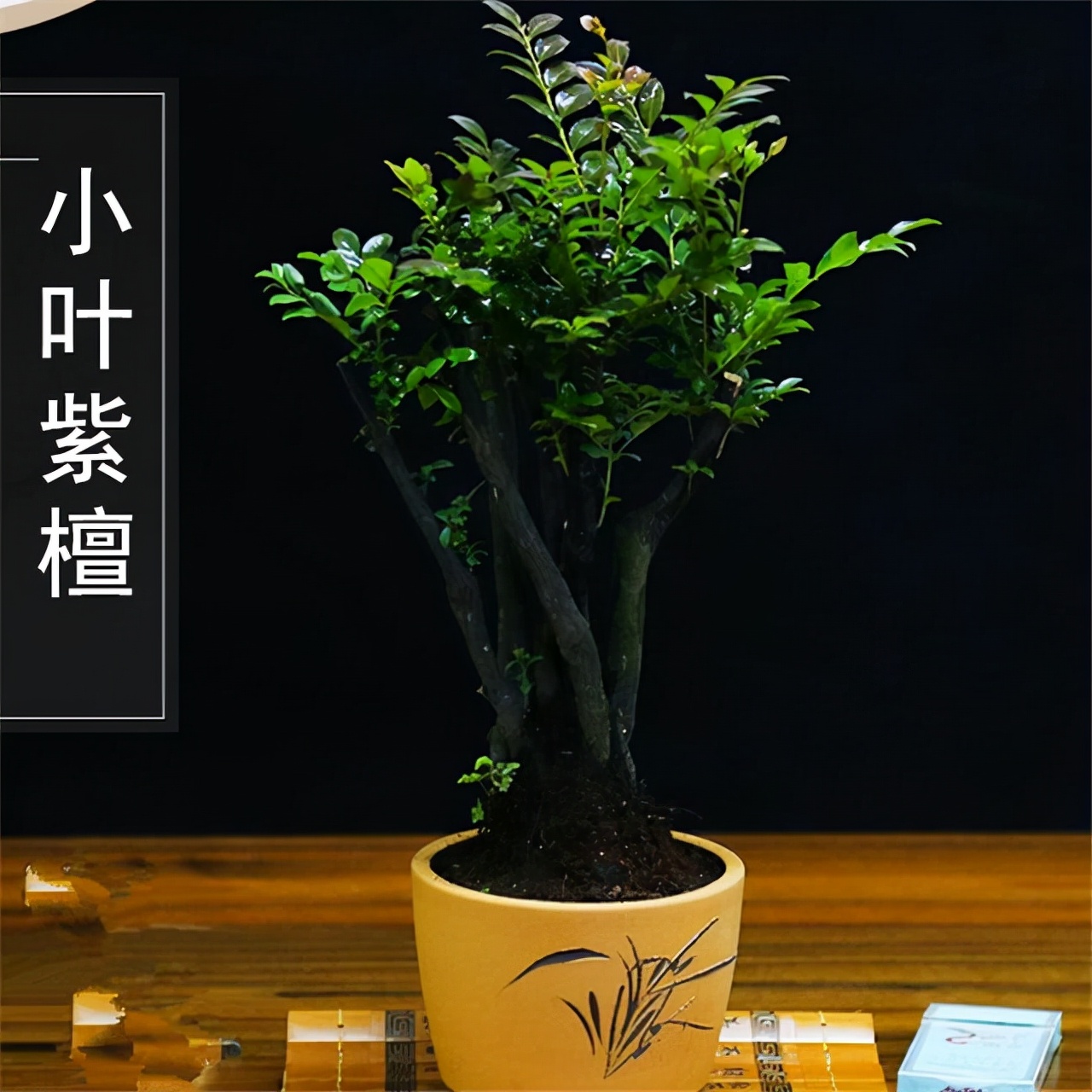 大型小叶紫檀盆栽摆客厅好吗,小叶紫檀盆景放客厅好吗