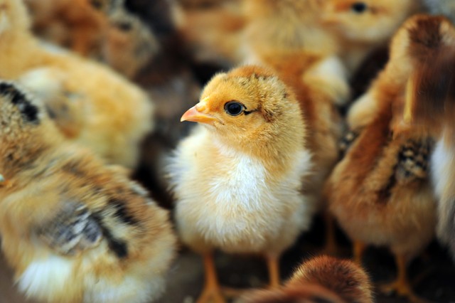 养3000只土鸡一年净赚多少,在四川养500只土鸡一年能赚多少钱