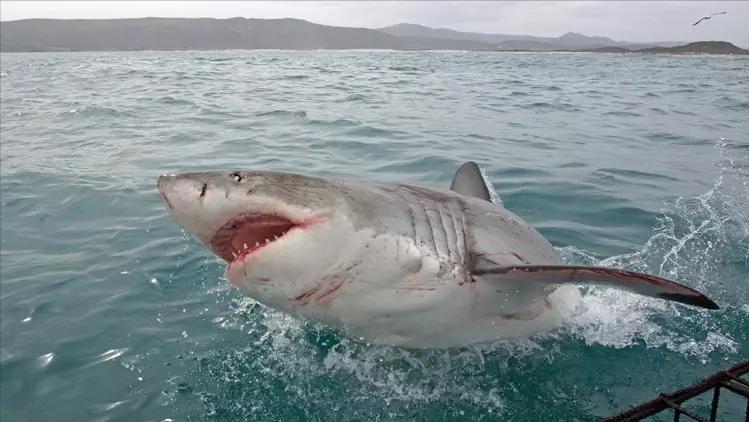 比巨齿鲨更恐怖的十种海怪,比巨齿鲨可怕的六种海怪