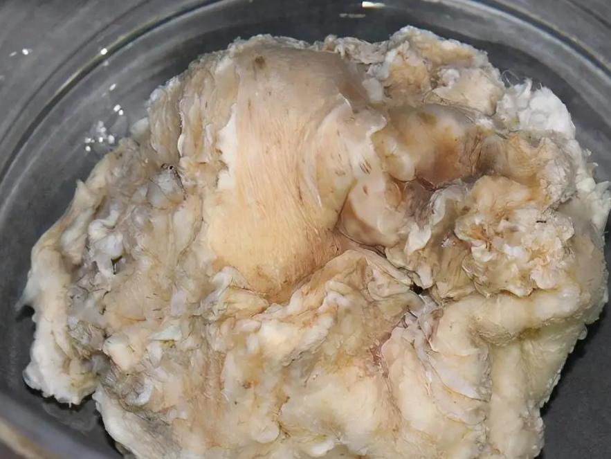 1斤能卖多少钱的东西,1斤以内太岁出售