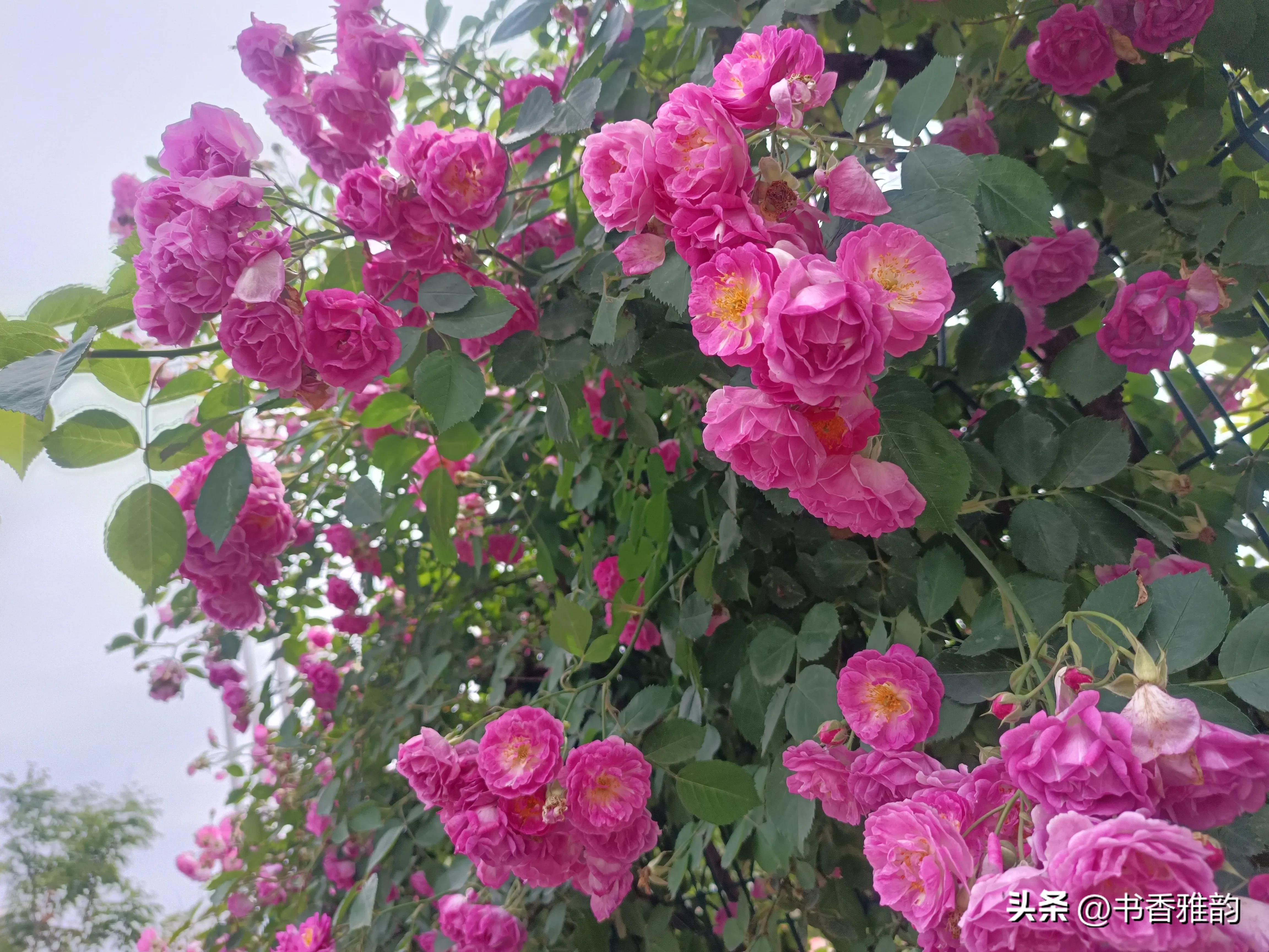 美丽的蔷薇花美如画,龙湖公园蔷薇花盛开美如画