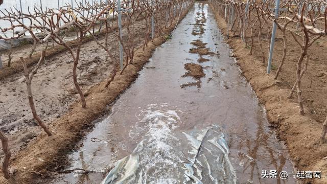 葡萄树专用肥有机肥复合肥,种植葡萄钙肥