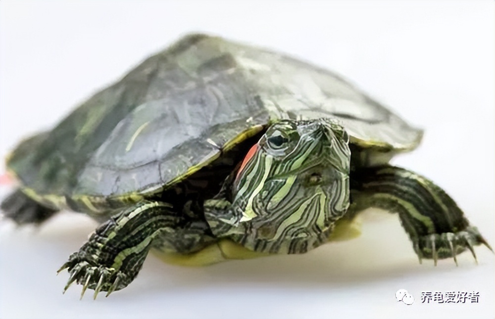 冬眠的龟到热的地方会结束冬眠吗,龟冬眠的状态和死有什么区别