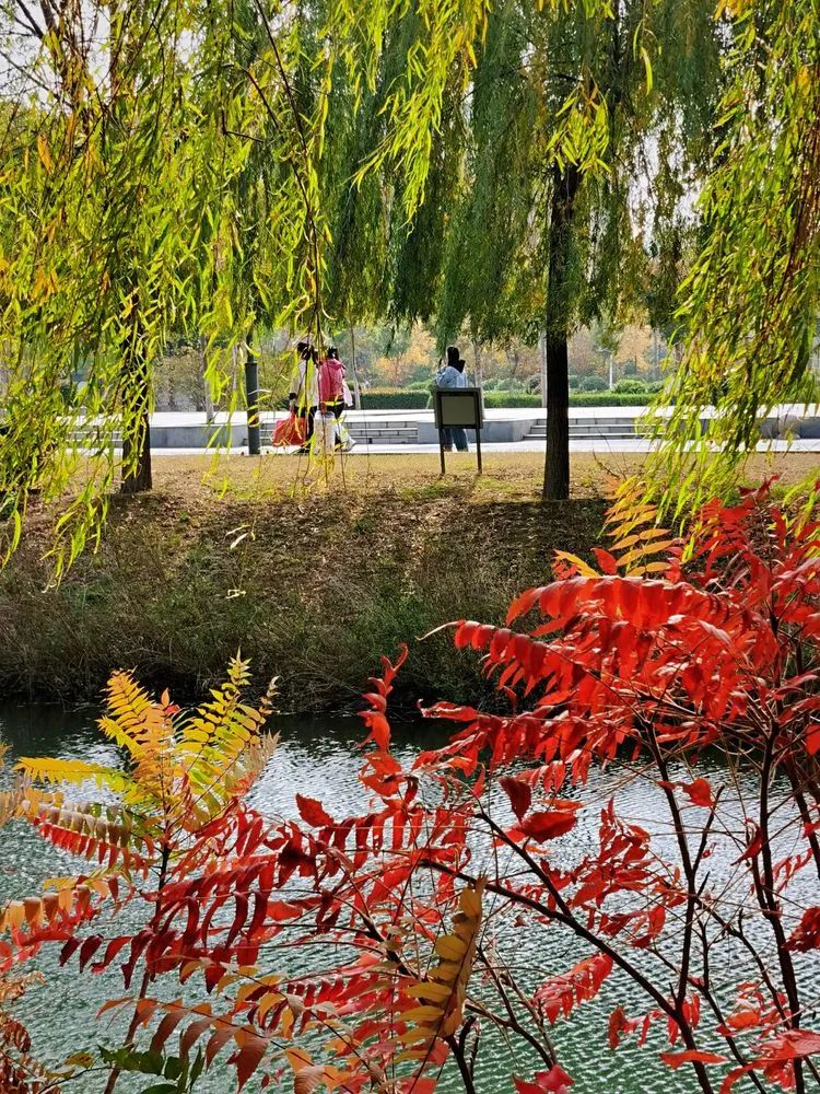 层林尽染的视频号,濮阳医专学历怎么样