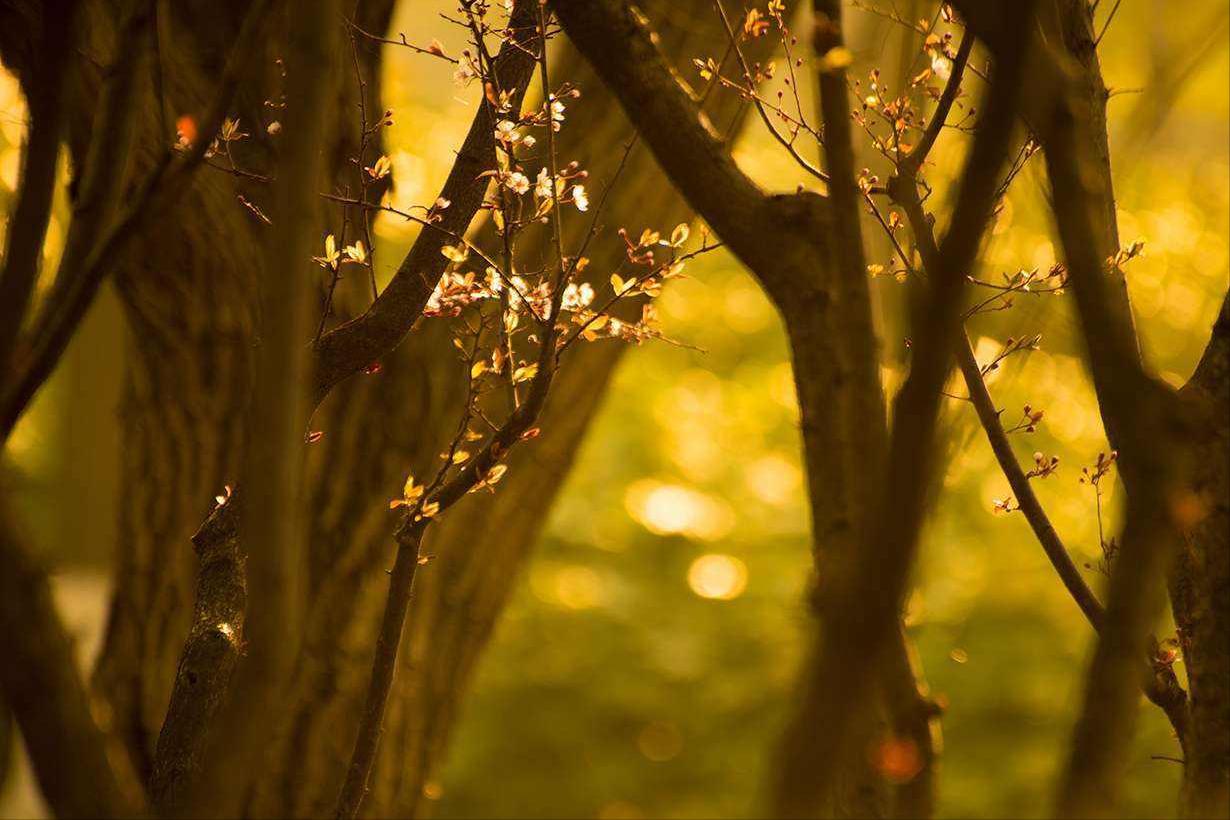 相遇不如不遇的诗句,关于难得的人生际遇的古诗词