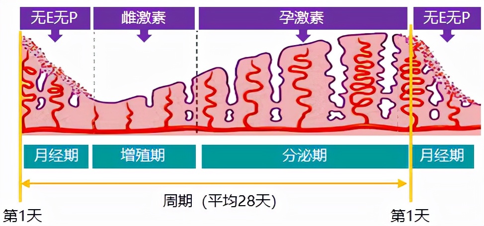 怕ta不来，又怕ta乱来！女生关于月经那点事儿