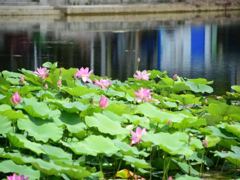 家庭版自制香菇酱的做法,家庭版自制香菇酱教程