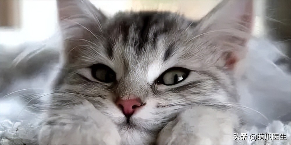 带猫网约车,带猫能打到网约车吗