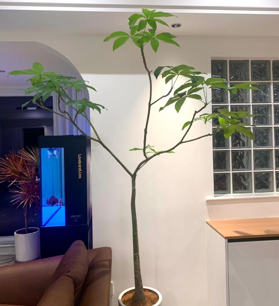 客厅养什么树最好看又好养,10种适合养客厅的吉祥树