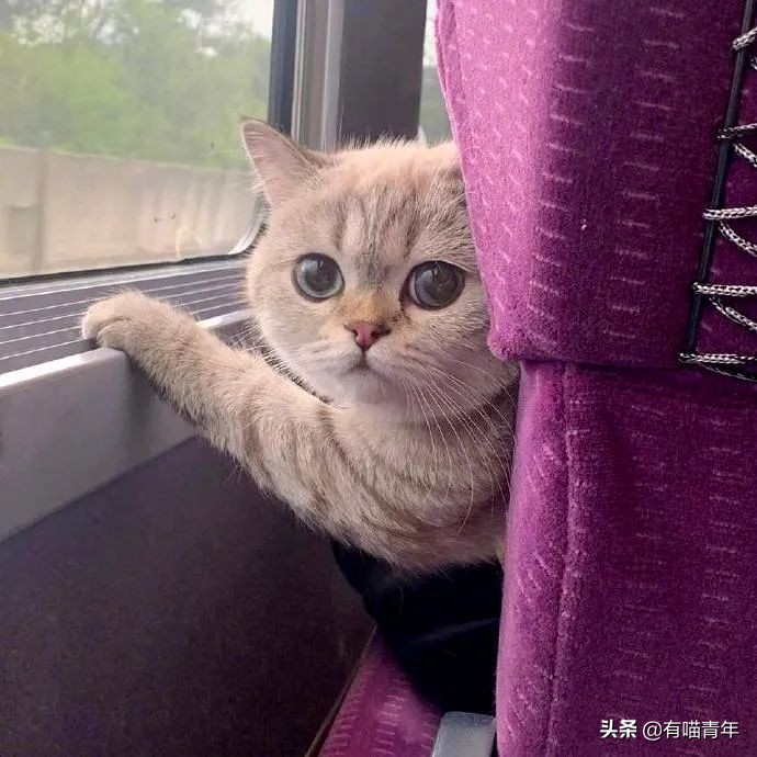 公鸡：他们在做啥午餐？猫：你老婆炖土豆