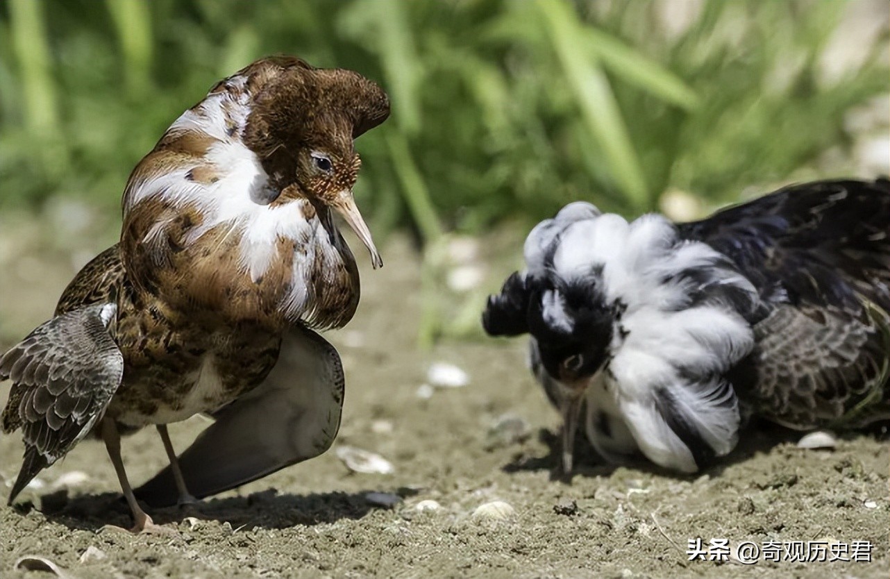 动物和人类行为的研究,有关动物行为的研究