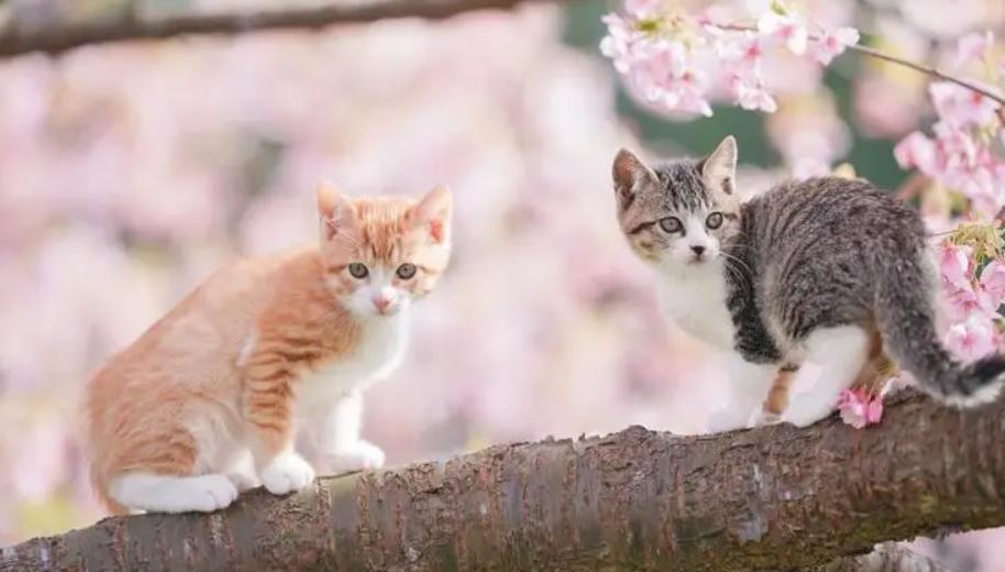 为什么猫咪交配时，公猫要死死咬住母猫的后颈？母猫的声音太凄惨