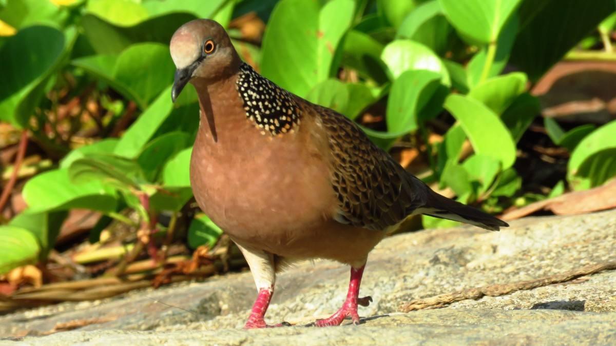 斑鸠幼鸟可以吃什么,斑鸠能喂鸟吗