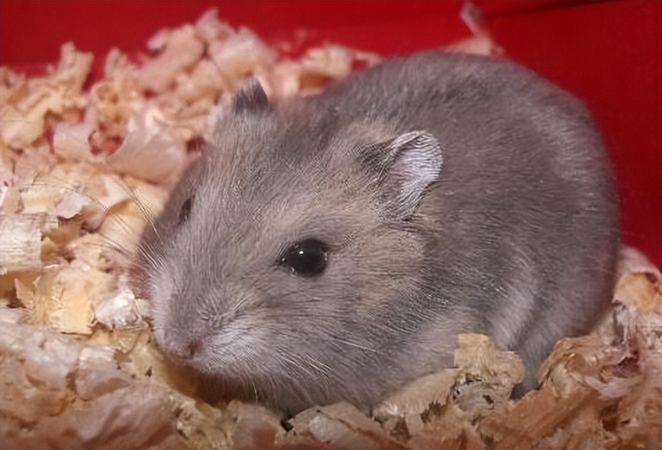 新手怎么养仓鼠教程,新手如何正确养仓鼠