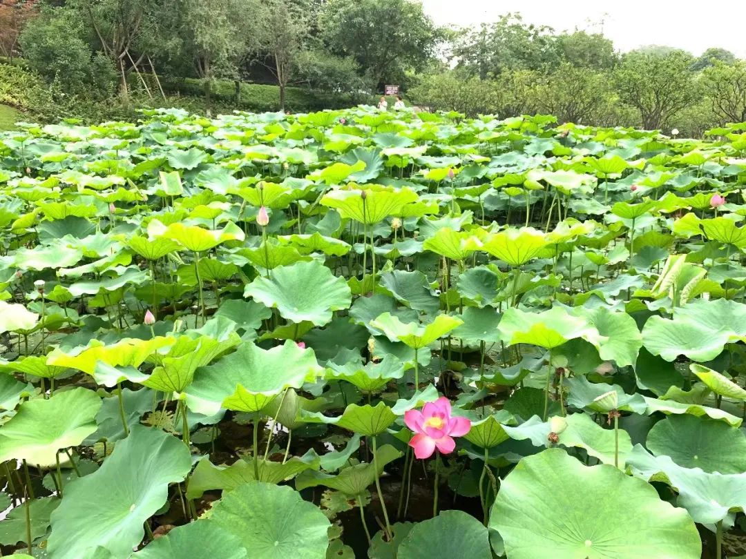 小长假旅游景点大全,夏季周边旅游美食之旅