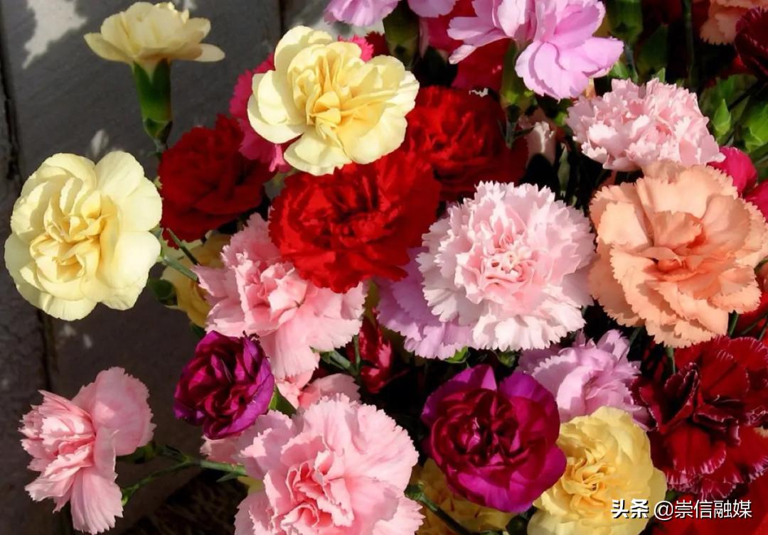 母亲节背后的历史,母亲节为什么要送洋甘菊康乃馨