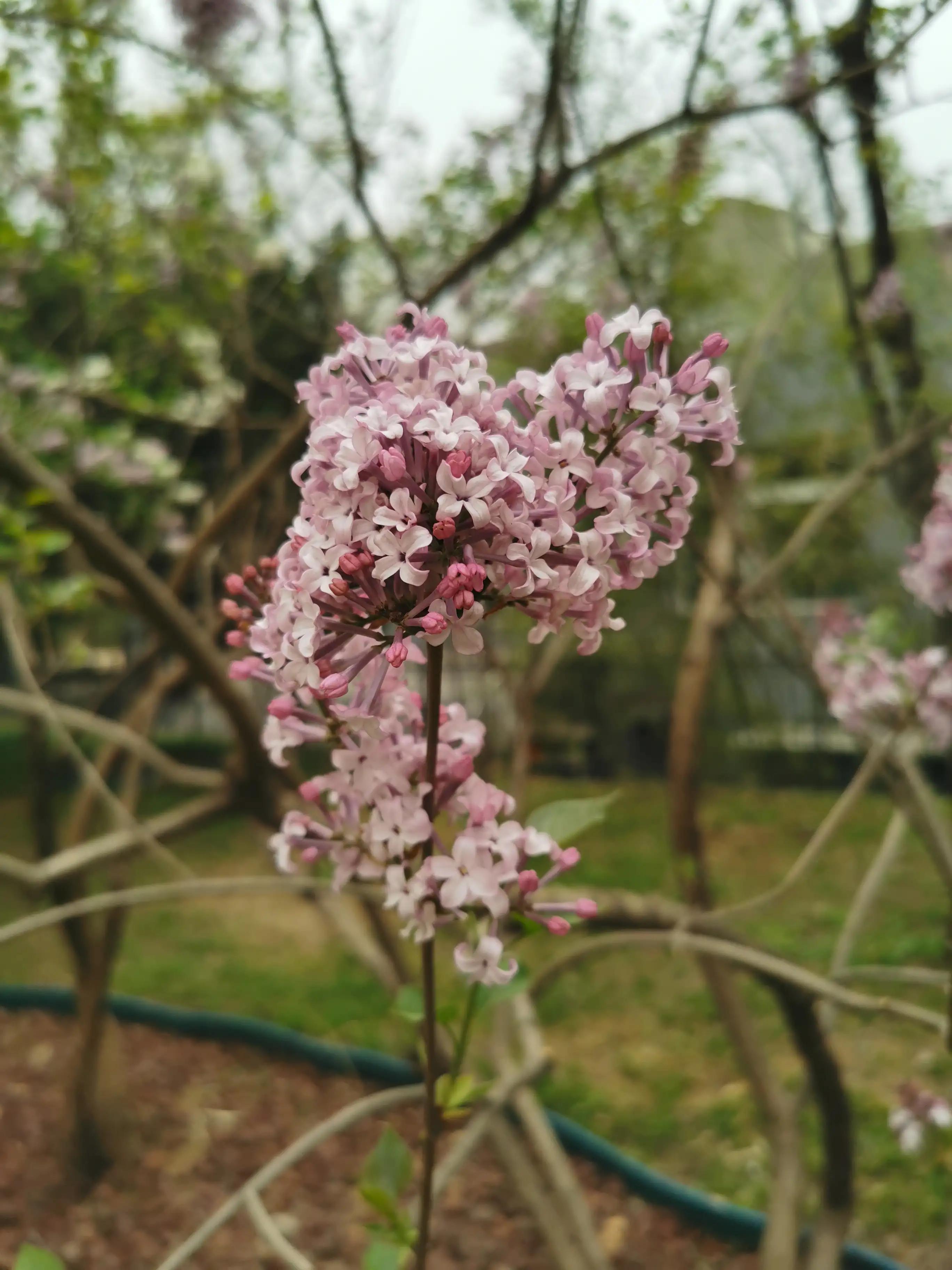丁香结丁香花,丁香花和丁香结