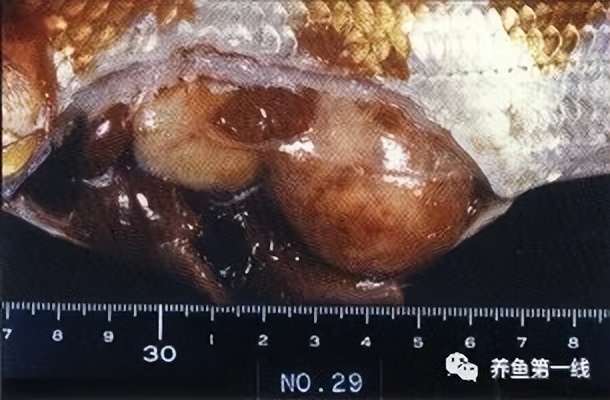 水生生物大盘点,水生生物多图排版