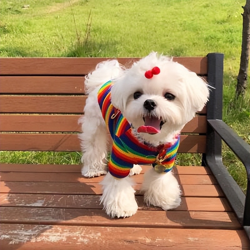 公认无攻击性的6种狗,什么狗最好养又听话还有攻击力