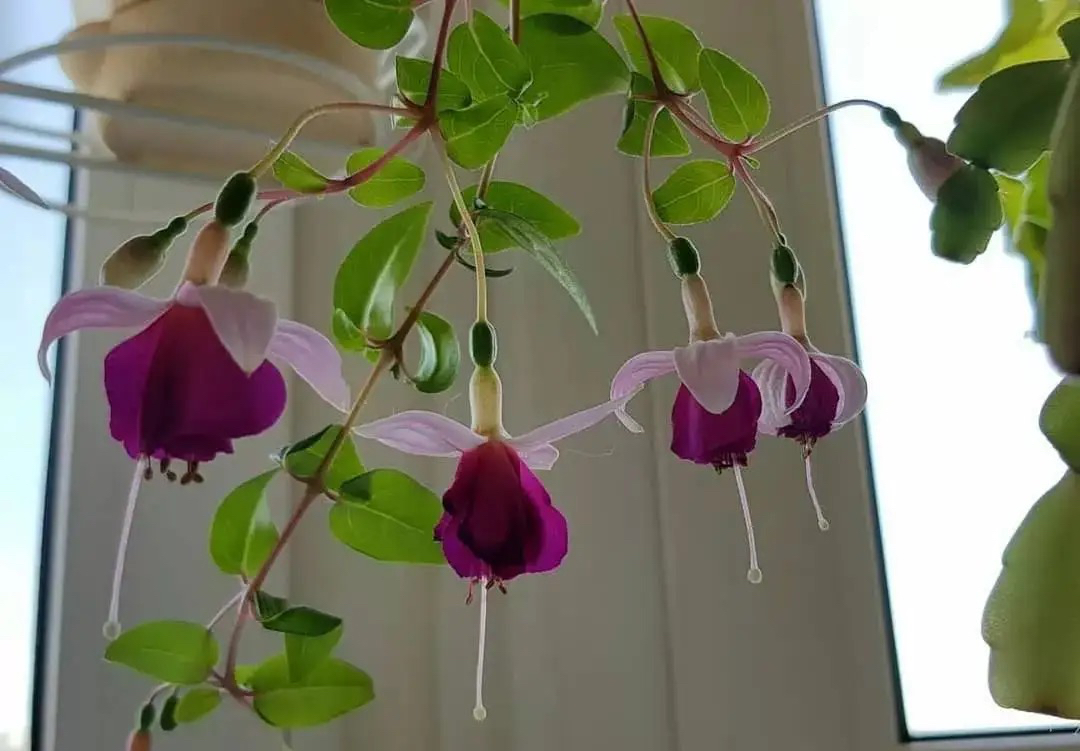 5种花漂亮又养人,5种花好养又漂亮