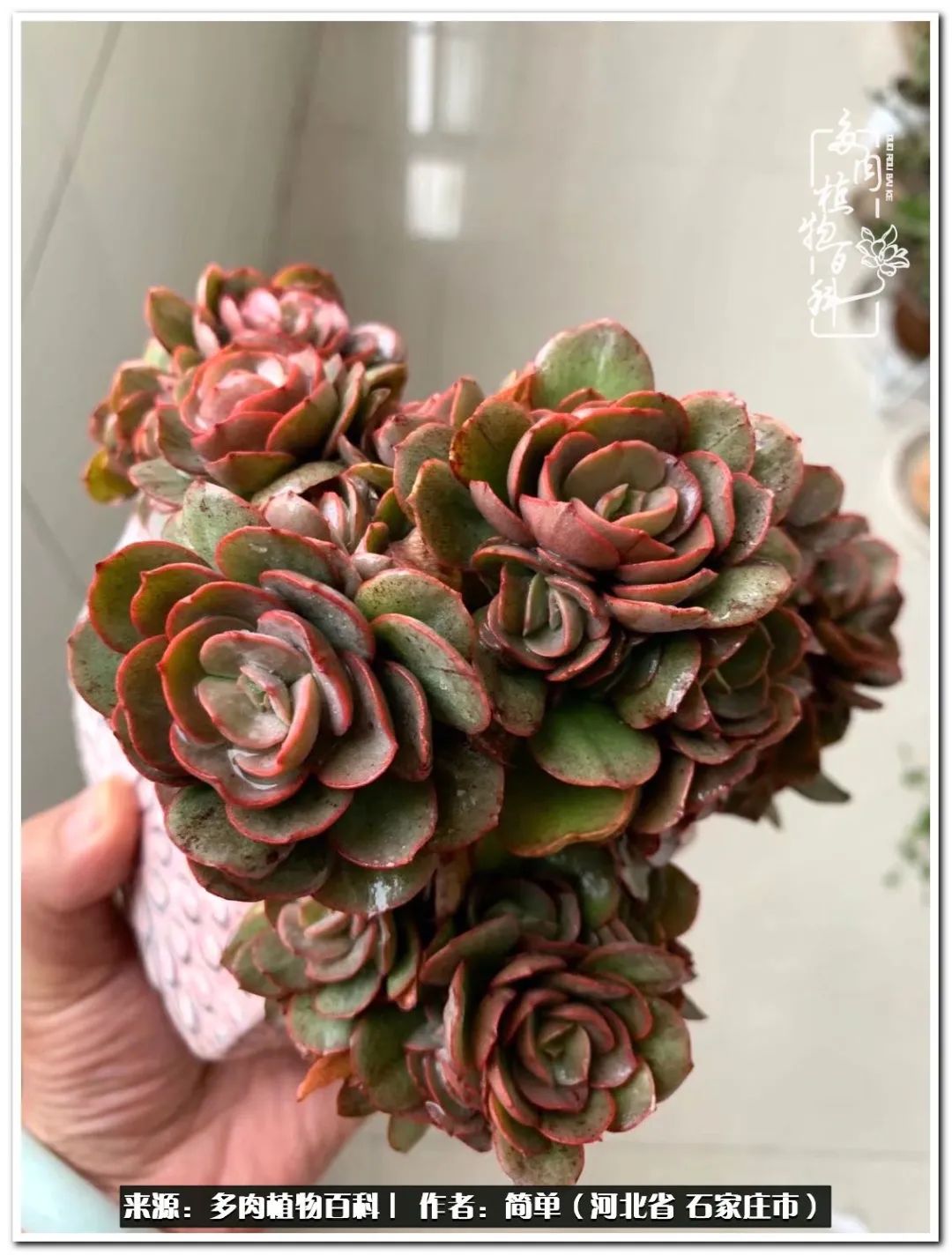 自从养了多肉以后视频,养多肉治愈生活中的疲惫和琐碎