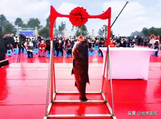“两江渔业”巨鱼起捕拍卖背后的山城水库渔业之兴