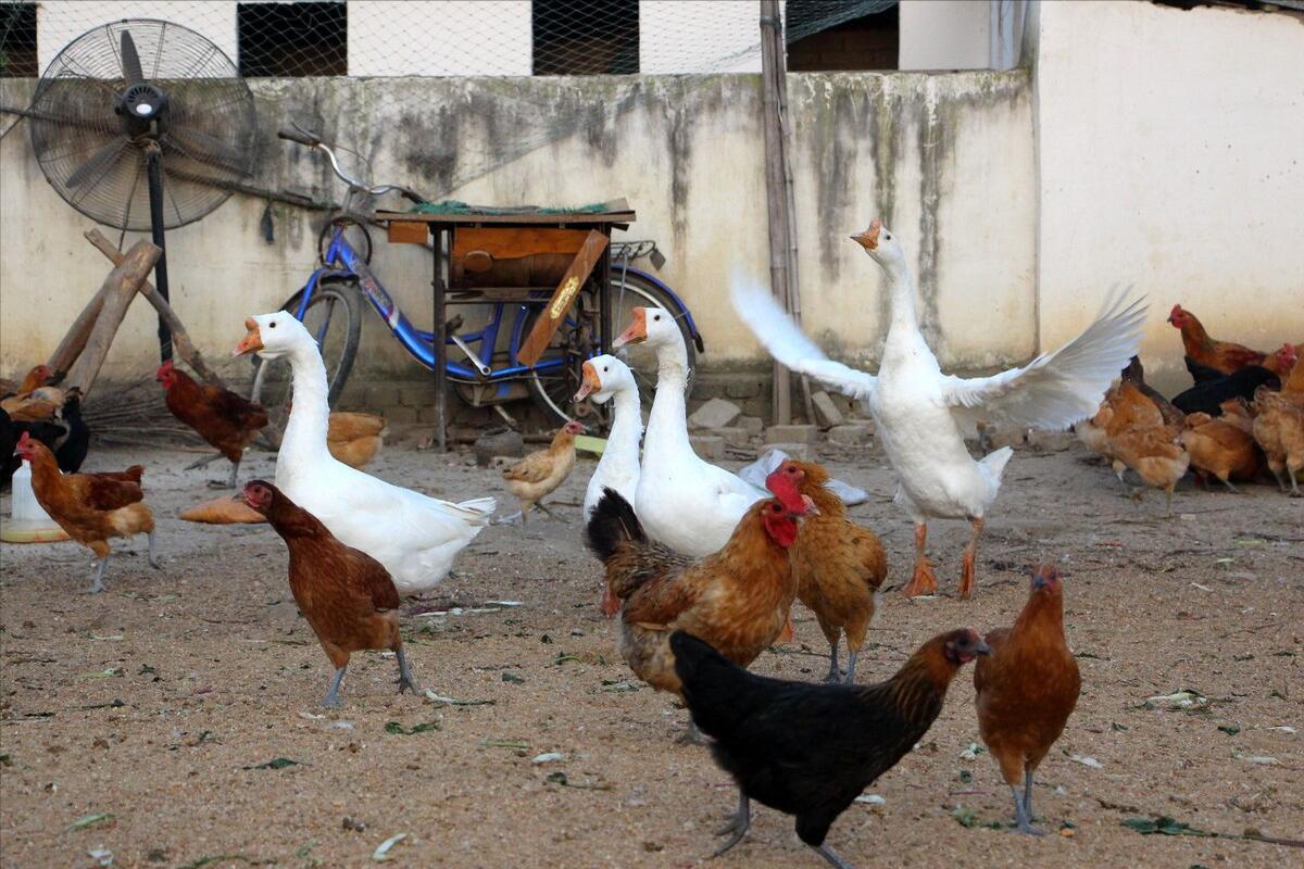 一位散养土鸡户四年的血泪史,散养土鸡的十大优缺点