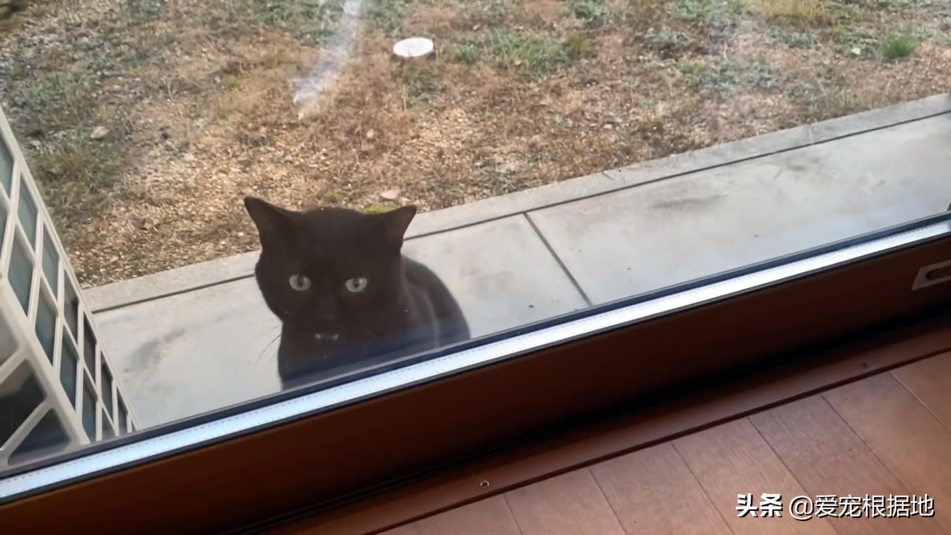 猫为什么跑到你家门口,一只猫跑到你家找不到了怎么办