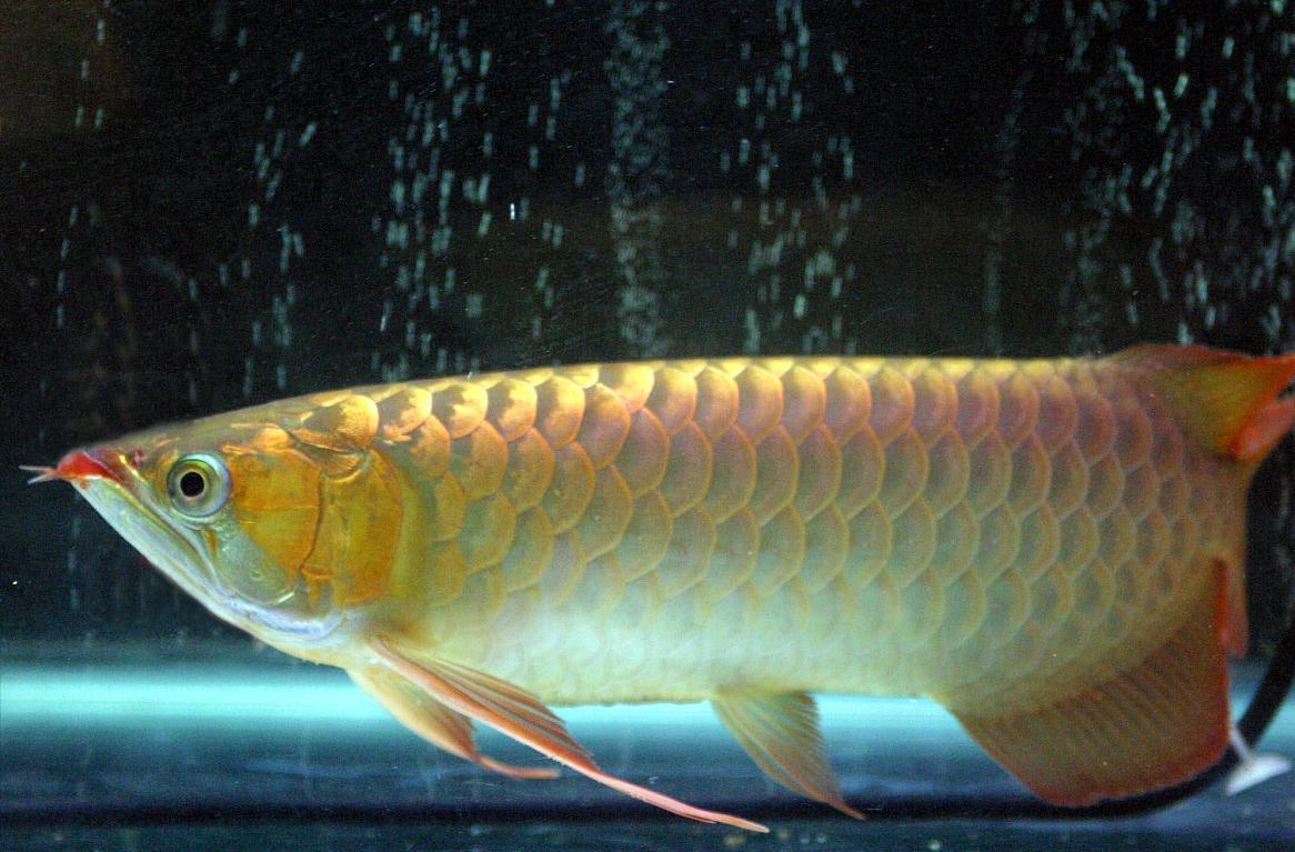 龙鱼鳍尾小白点怎么造成的,龙鱼尾部有疙瘩怎么回事