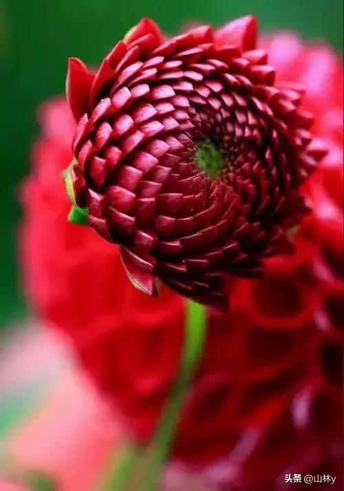 十大绝美花朵,绝美花朵视频