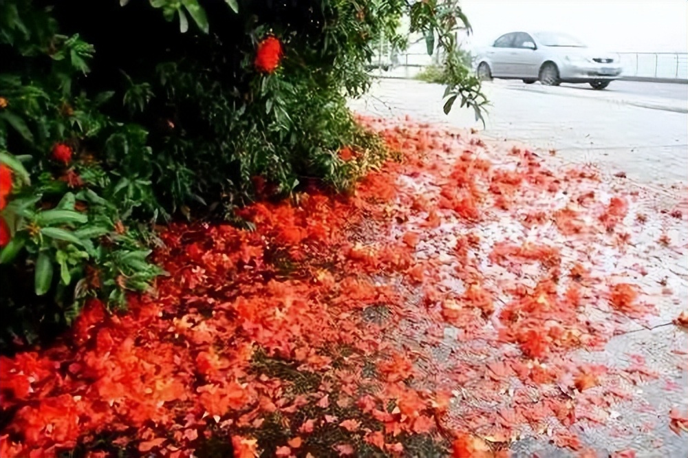 石榴苗怎么挑选,石榴会四季开花吗