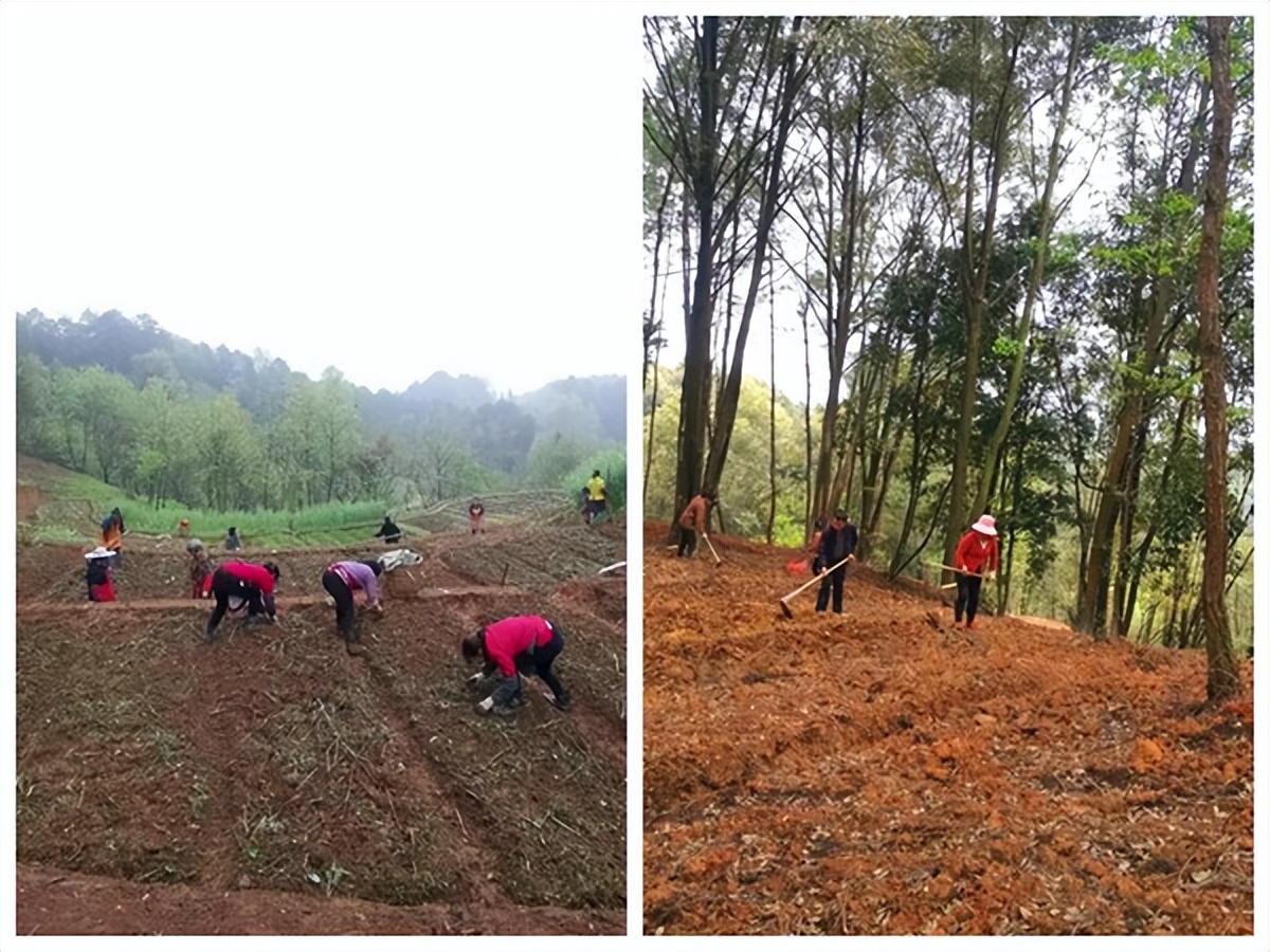 乡村振兴开局图,喜迎二十大建功新征程