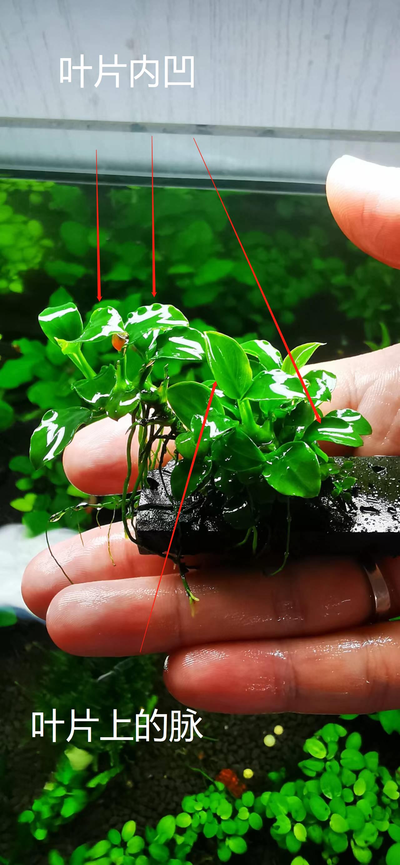 迷你尖叶水榕,迷你水榕和小水榕哪个叶片更好看