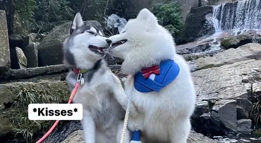 哈士奇被萨摩狂吻，结果二哈一爪子就下去：你注意点影响