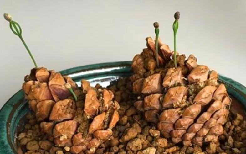 松果的生长过程小视频,松果成长过程