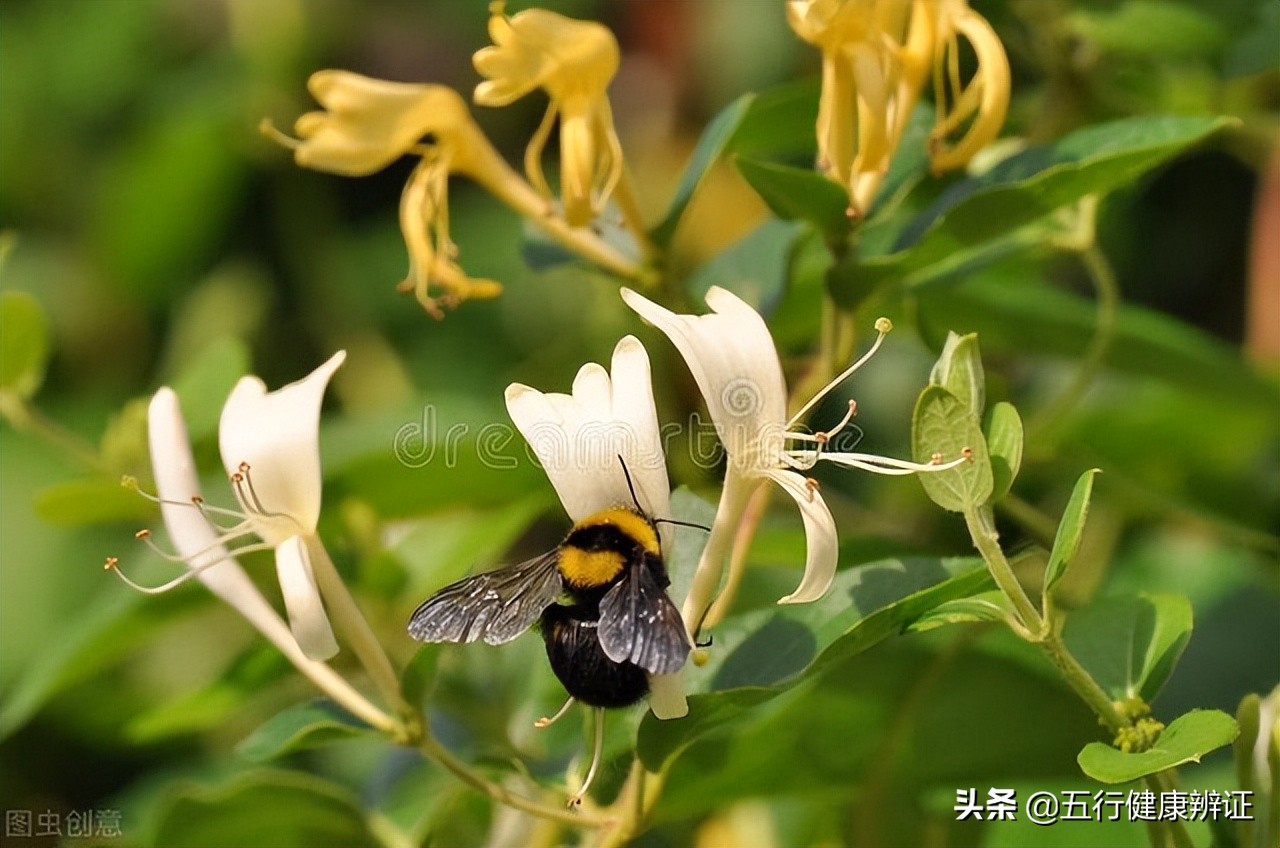 肾阴肾气虚舌苔黄色吃什么药,肾阴不足舌根也会苔白厚腻