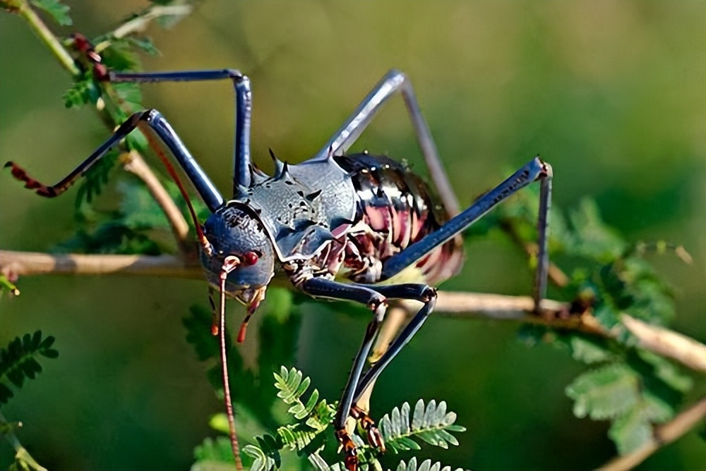 铠甲蟋蟀的天敌是谁,身披尖刺盔甲的蟋蟀