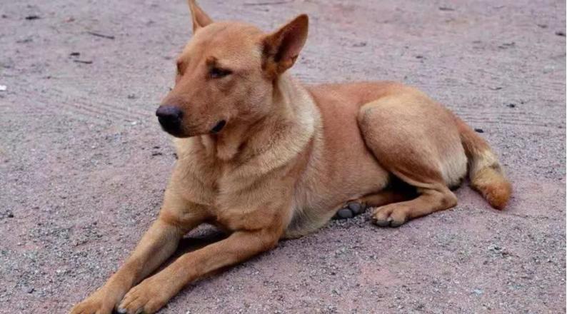 回族不吃猪肉，满族不吃狗肉，那汉族不吃啥肉？很多人却淡忘了