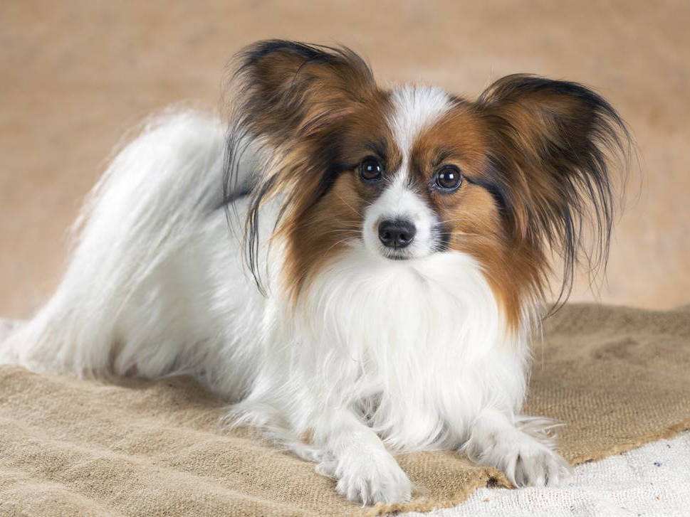 宠物狗哪种比较好养不叫,什么宠物狗最好养又听话不拆家