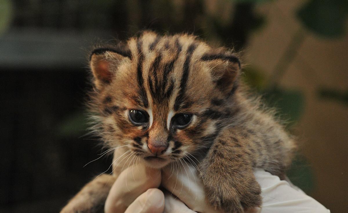 猛兽危险！“石虎”现身广东，外貌像极家猫，常被人误当猫咪饲养