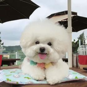 比熊拉了很多虫是什么情况,比熊要驱虫的表现是什么