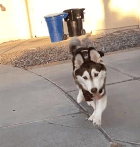 狗狗魔性舞步太洗脑,狗狗魔性跳舞