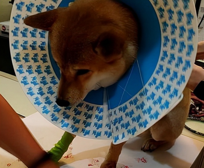 柴犬关节不好有什么征兆,柴犬的脚为什么这么臭